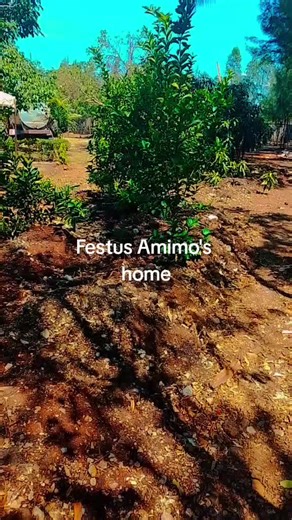 Exploring Festus Amimo's Unique Home and Community