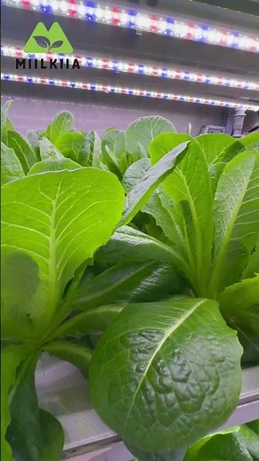 Container Hydroponics System