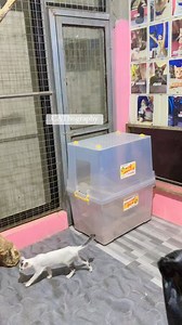 Everyone's curious about how to clean our DIY litter box—it's not complicated! Simply unlock the yellow bar, scoop the poop, and wait for a cat to cling to you. 💩😆😆😆😹😹 🫶#fbreelsfypシ゚viralシ #fbreelsfypシ゚viralfbreelsfypシ゚viral #fbreelsfypシ゚ #fb #fbreelsvideo #fbreels23 #trend #trendingnow #trendingreels #trendingpost #catsofinstagram #cat #catlover #catoftheday #catloversclub #catlover #fbreelsvideo #fbreelsfypシ゚ #fbreelsfypシ゚viral #viralreelsfbpage #viralreel #viralvideo #viralreelsシ #vira