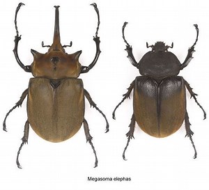 Elephant beetle - Alchetron, The Free Social Encyclopedia