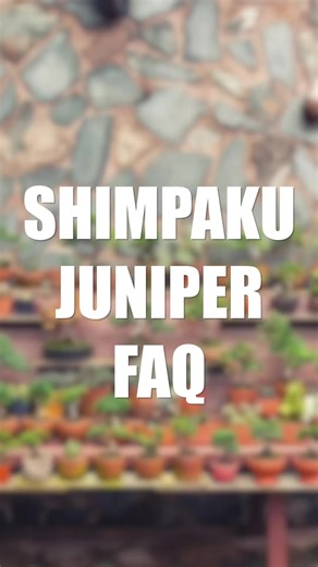 Everything you need to know about bringing home a ten year old Shimpaku Juniper. These classic evergreen trees arrive carefully styled with copper wire to hold their shape as they grow. They are incredibly tough but remember they must live outdoors in full sun to truly thrive. Grab yours today for $120, and every order ships absolutely free via priority mail so your tree arrives fast and healthy. #bonsai #shimpaku #juniperbonsai #bonsaitok #plantcare