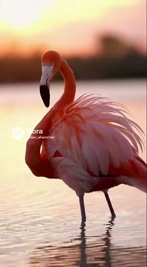 Flamingo in Natural Motion 🦩