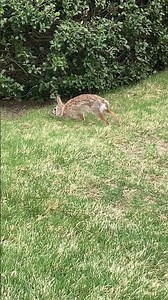 Wild Cottontail Rabbit STRETCHING OUT Up Close #nature #wildlife #animals #shortvideo #shorts
