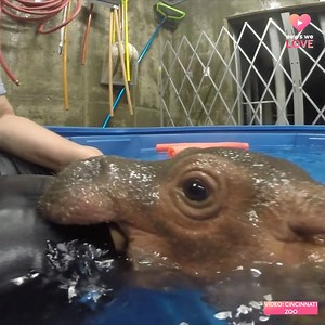 FIONA TURNS 5! Cincinnati Zoo's beloved hippo turns 5 years old today. 🦛♥ Here's how shes celebrating: https://bit.ly/342Fp8W | WLWT
