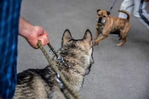 Tips vid hundmöten för dig med reaktiv hund - Hund24
