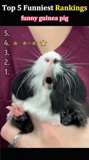 funny guinea pig #top5 #funnychat #best #viralcomedy #video #viral #funny #cringe #relatablemoments