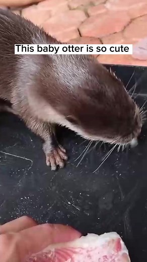 Always a pleasure meeting new animals 😍 #animals #cute #shelter #babyotter #feeding #reels | Paul Cuffaro