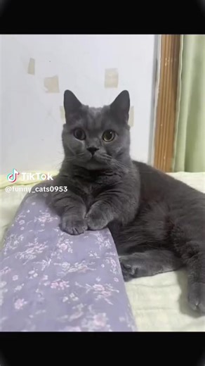 H (@az_zahj)’s videos with الصوت الأصلي - H