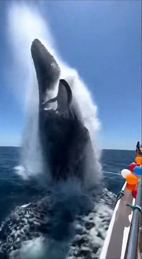 Whale's Massive Jump Sends Dolphins Onto a Tourist Yacht