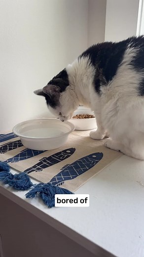 Curious about raw food for cats? 💪 100% complete & balanced dinner 🌿 Packed with natural enzymes, probiotics, and essential vitamins ✨ Promotes a shiny coat and increased energy Give your cat the best with Stella & Chewy's Absolutely Rabbit Freeze-Dried Raw Dinner Morsels. | Stella & Chewy's