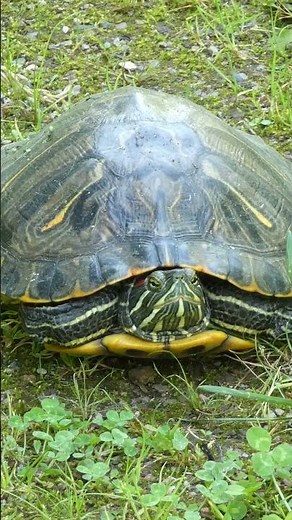 Turtles: The Pond Slider