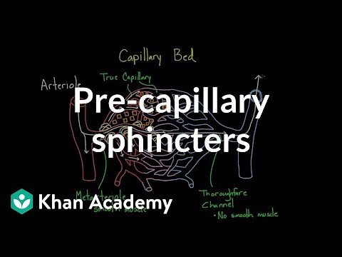 Pre-capillary sphincters | Circulatory system physiology | NCLEX-RN | Khan Academy