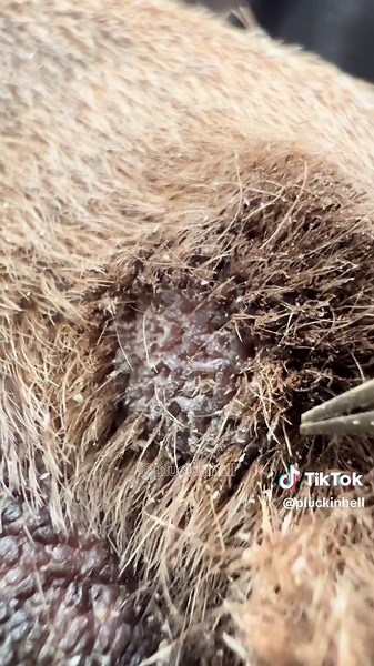 pluckinhell on TikTok