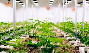 What’s the carbon footprint of cannabis? Surprisingly high