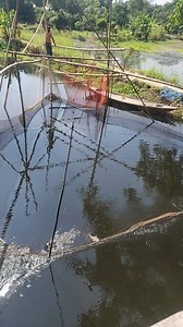 277K views · 2.1K reactions | Catching rui fish with a gill net | Fast Review | Facebook