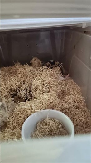 Fire Orange Dream Ball Python FEEDING DAY! 🐍🔥