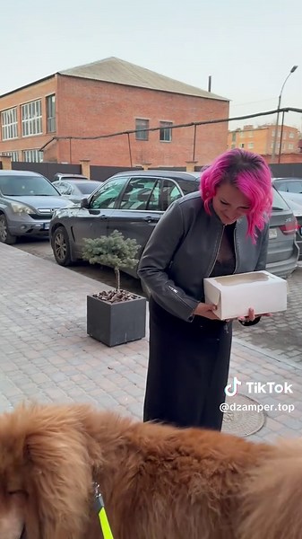 Understanding the Tibetan Mastiff: A Unique Breed