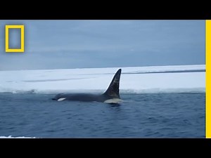 Eyes on Orcas | Continent 7: Antarctica