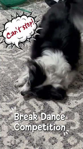 Can the Little Dog Dance? 🎶🐾 #Shorts