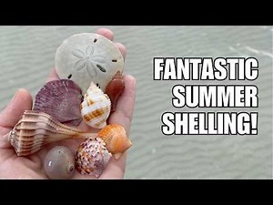 I identify everything I find on an island, and that island gave me lots of seashells!