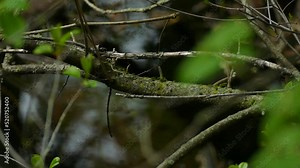 Close-up view of the chestnut sided warbler (Setophaga pensylvanica) moving from one tree branch to another.
