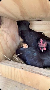 tuconMigoyocontiGo | Nacieron los ALIMONADOS!🐥🐥🐥🤠🙌🏼#reels #gallos #alimonados #aztecas #pollada #texas | Instagram