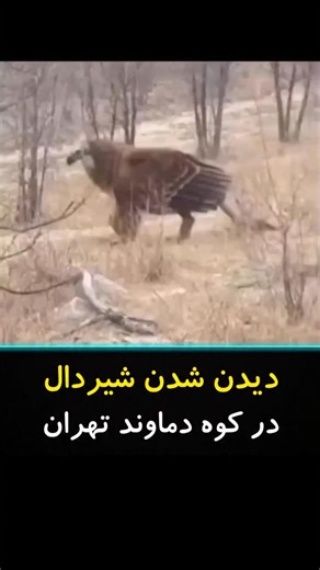 ‎🚫حقایق ناشناخته جهان🚫‎ on Instagram‎: "در ارتفاعات مه‌گرفته کوه دماوند، شاهدان محلی از دیده شدن موجودی خبر داده‌اند که تا امروز فقط در افسانه‌ها وجود داشت 🌄 شیردال، موجودی با بدن شیر و بال‌های گسترده عقاب، برای چند دقیقه بر فراز صخره‌ها ظاهر شد و سپس در مه ناپدید شد 🦁🦅 حرکت بال‌ها به‌قدری قدرتمند بود که جریان هوا تغییر کرد و صدایی عمیق در کوهستان پیچید 👁‍🗨️ برخی می‌گویند حضور این موجود با تغییر ناگهانی نور و سکوت غیرعادی طبیعت همراه بوده است 🌫️ نه پرنده‌ای پر زد و نه حیوانی حرکت کرد، ان