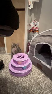 29K views · 415 reactions | Junkyard Kitten Update ! We found two cats in a Ford Escape, and our employees saved them ! | Auto Parts City, Inc. | Facebook