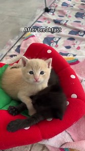 2.6M views · 175K reactions | Before breakfast & after breakfast  My most popular video of the year was…TOOTSIE ROLL and CIRCUS PEANUT! Thanks for all the love in 2023. Onward! ❤️ | Kitten Lady | Facebook