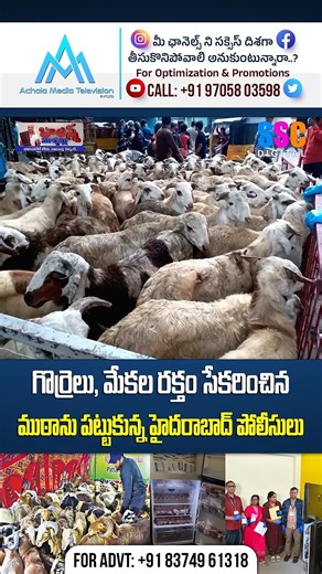 SSC Digital on Instagram: "గొర్రెల, మేకల రక్తం సేకరించిన ముఠ అరెస్ట్ | Animal Blood Selling Gang | #Shorts #SSCDigital #shorts #medchaldistrict #medchalnews #secunderabadpolice #animalbloodsell"