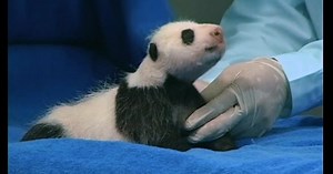 Baby panda gets its first check-up
