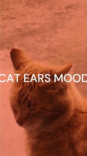 CAT EARS MOOD #cat