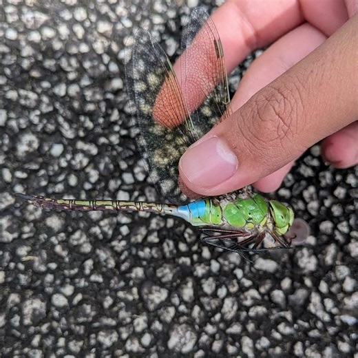 ギンヤンマ採れました！ #insects #nature #bug #summer #日本の夏 #animals #昆虫 #ギンヤンマ #dragonfly #トンボ
