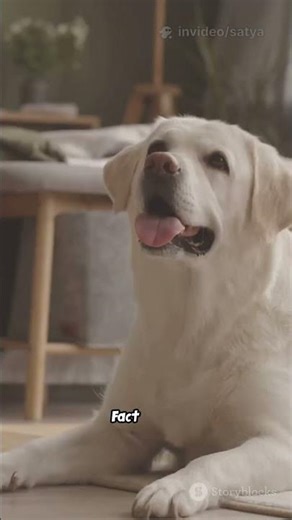 the top 5 mind-blowing facts about Labrador Retriever#facts#education#shorts#popular#dogs#pet 🐶#anim