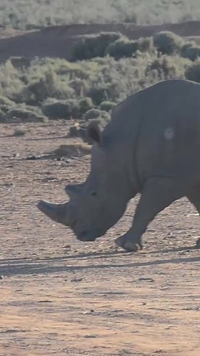 Rodeo Stampede on TikTok