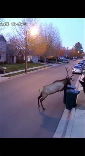 Elk vs Bear Nature is brutal… #bear #elk #wildlife #shorts