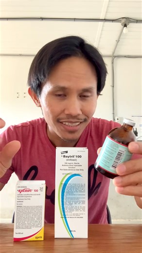 13K views · 599 reactions | Alamin ang pagkakaiba. #pig #swine #pork #swine #baboy #production #farming #agriculture #agribusiness @topfans | Doc.Bench FarmTv | Facebook