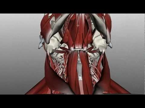 Neck Muscles Anatomy - Anterior Triangle - Part 1