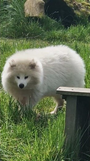 dog living