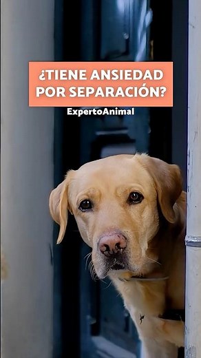 🐶⚠️ This MISTAKE makes SEPARATION ANXIETY in dogs worse