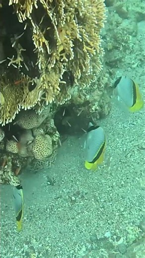 Lined Butterflyfish Moving and Feeding as a Trio 🐟🌀🌊