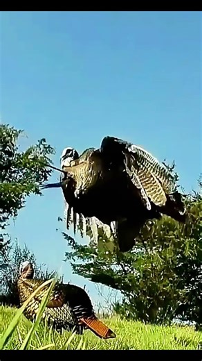 One Call Changed Everything 👀🦃 #turkeyhunting #archery #bowhunting #gobblerhunting #wildlife