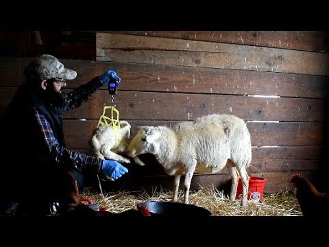 A Lamb is Born. Now What?