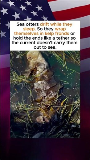 How Sea Otters Anchor Themselves with Kelp
