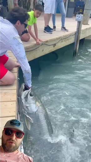 Hand feeding massive tarpon ￼ . Tarpon fishing let’s go fishing.
