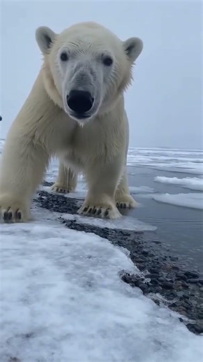 Terrifying Polar Bear Attack in the Wild