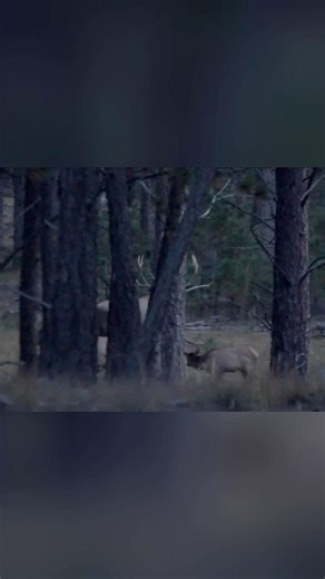 Close encounter with a big bull before dark! #bowhunting #archeryelk #hunting #elk #buckstorm