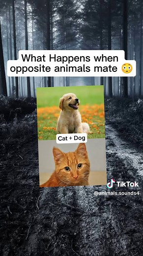 Exploring Dog-Cat Hybrids: Myth or Reality?
