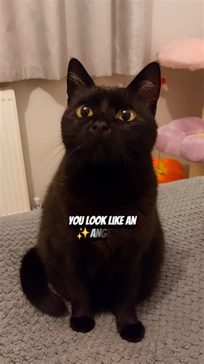 😈😈😈 . . . . . . . . . . . . . . . . . . . . . #funnyvideos #catsofinstagram #catsagram #blackcatsofinstagram #angel #devil #cats #blackcats #funnyreels #reels #memes #catmemes #catsclub #cutecats | Kitty.TheDuchess