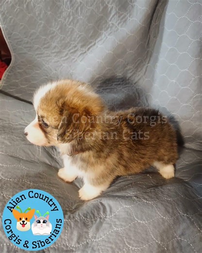 👑Zelda Fluffy Corgi Puppy | Organic Pembrokes with Tails by Alien Country Corgis & Siberian Cats